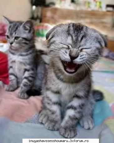 Funny cat pictures!!! - Ice Wolf - Amuzament